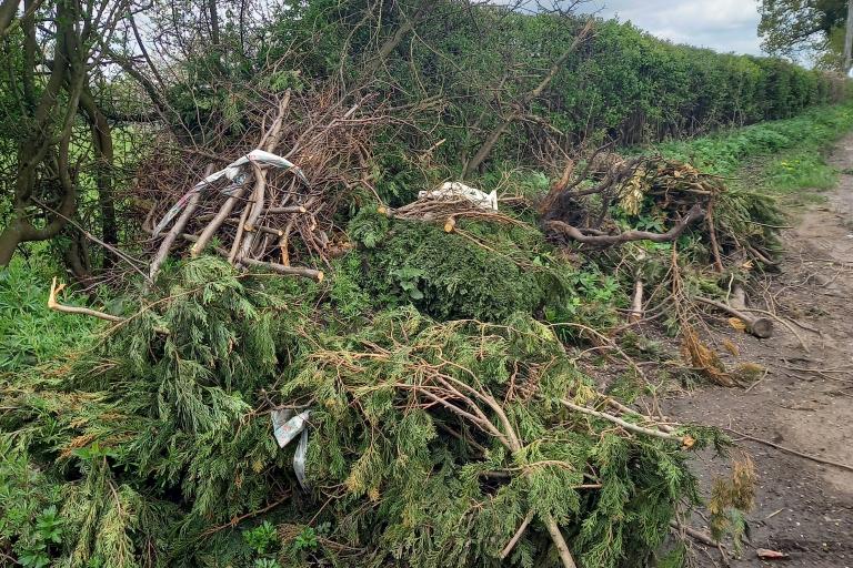 A large pile of conifers dumped in Mill Lane, Saredon