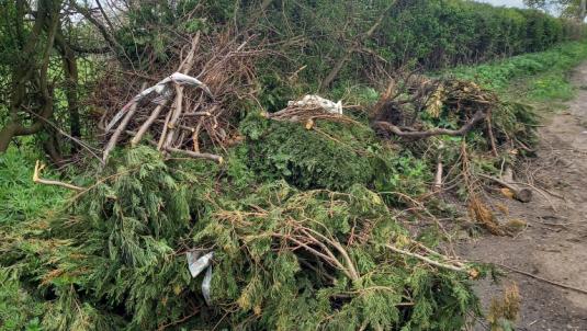 A large pile of conifers dumped in Mill Lane, Saredon