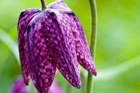 Snakehead Fritillary. Pic: Lapley, Stretton &amp; Wheaton Aston Parish Council 