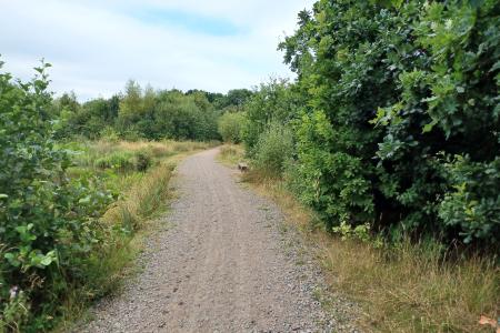 Wyrley Essington Canal - bench, footpath, green bushes