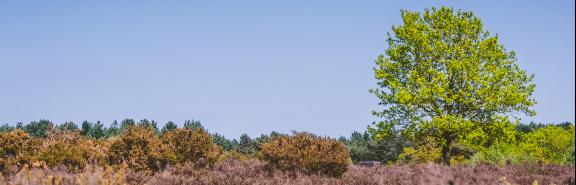 Shoal Hill Common